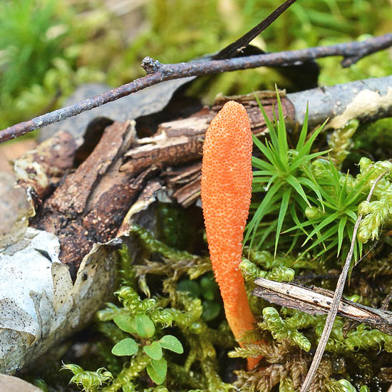 Cordyceps wächst im Wald