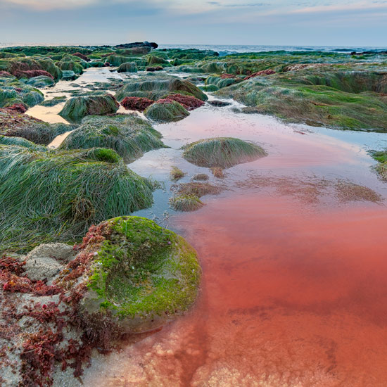 Die Blutregenlage färbt das Wasser rot