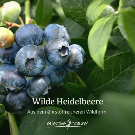 Wild Blueberry - Fruit Powder