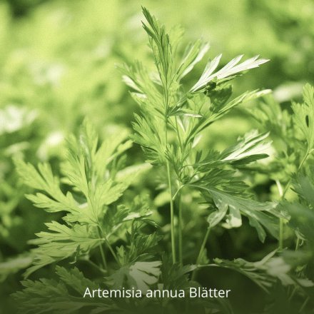 Artemisia annua Blätter - 100g