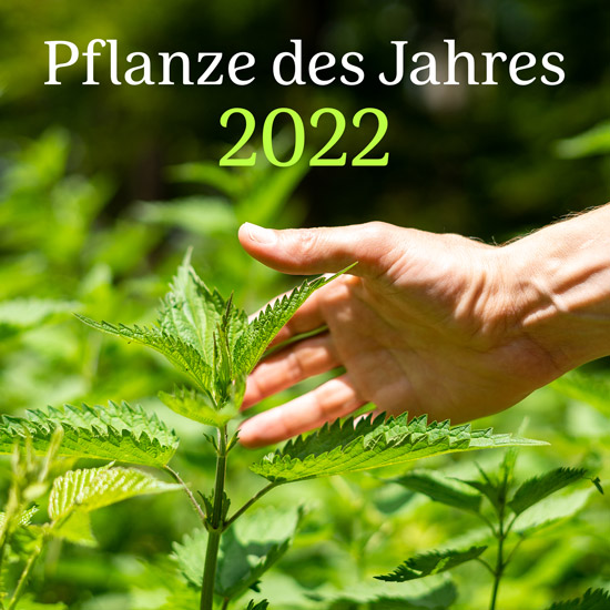 Heilpflanze des Jahres 2022