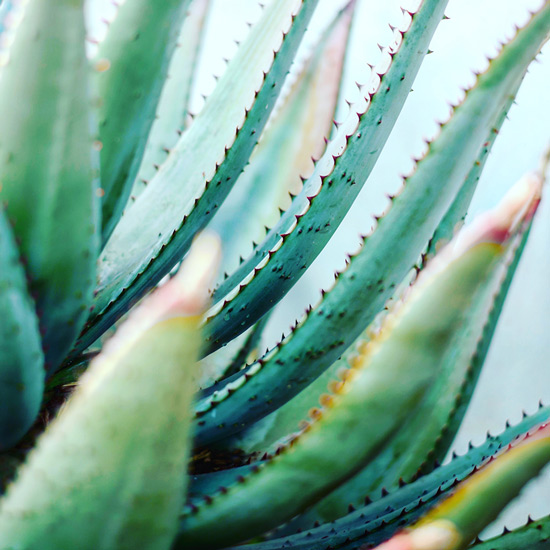 Agave