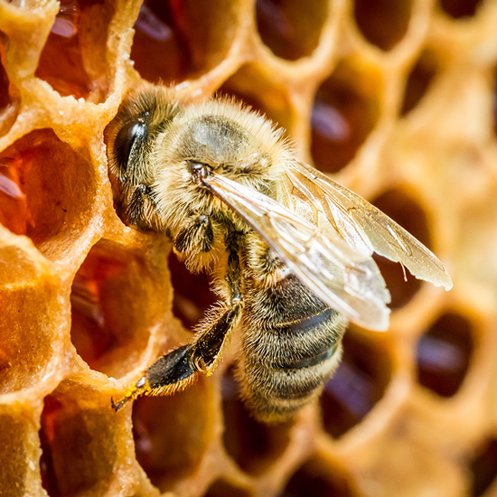 Propolis von Bienen