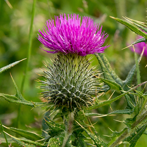 Mariendistel Mariendistel