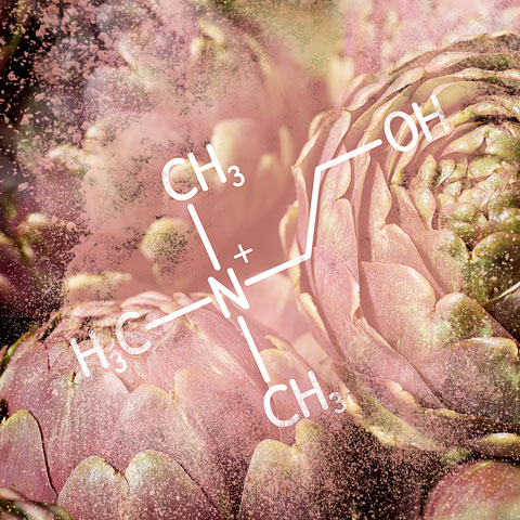 Choline - chemical formula