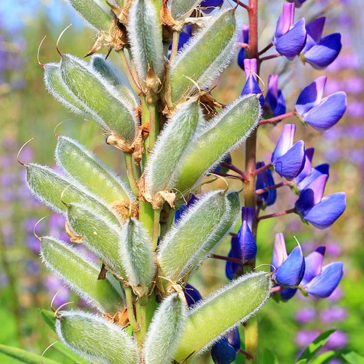 Lupine Lupine