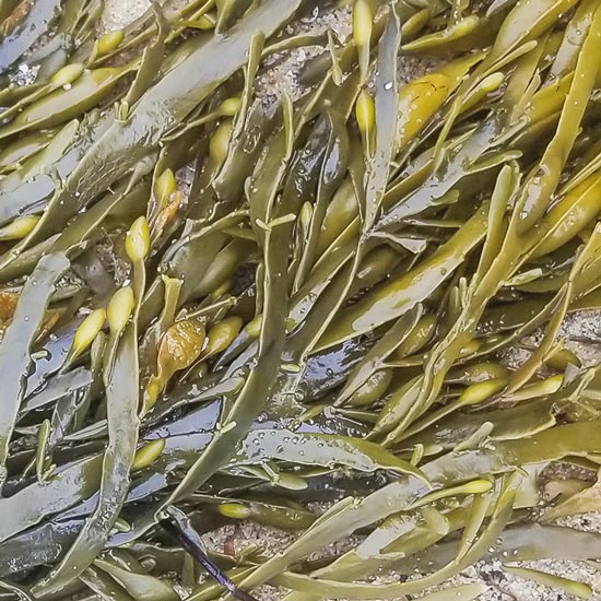 Bio-Kelp