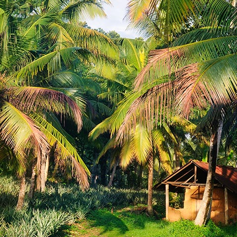 Coconut plantage