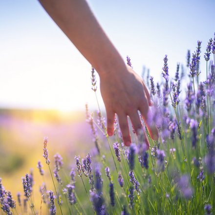 Color-Waschmittel Lavendel