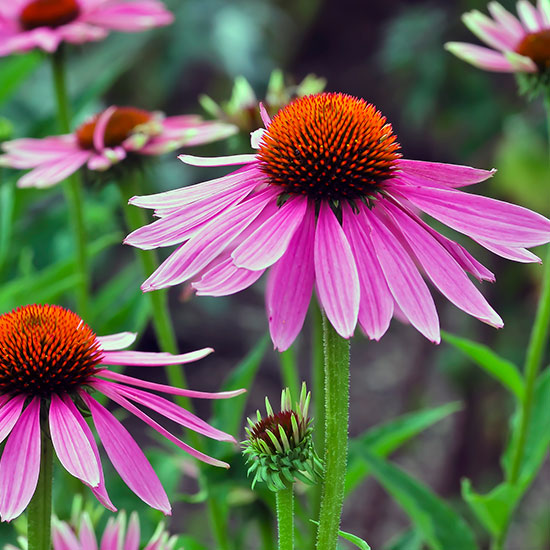 Echinacea-Saft von Schoenenberger