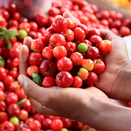 Hands full of Acerola cherries