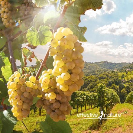 OPC Natürlicher Traubenkernextrakt Champagnertrauben