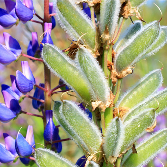 Diese schönen Pflanzen wachsen in der Region! Lupinenpflanze mit violetten Blüten.