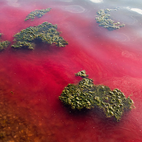 Rot eingefärbtes Wasser von oben fotografiert.