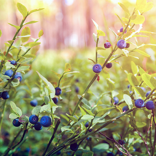 Close-up blueberries on a twig