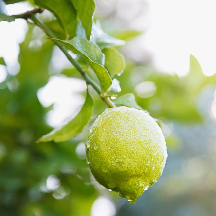 Basische Handseife mit Limette