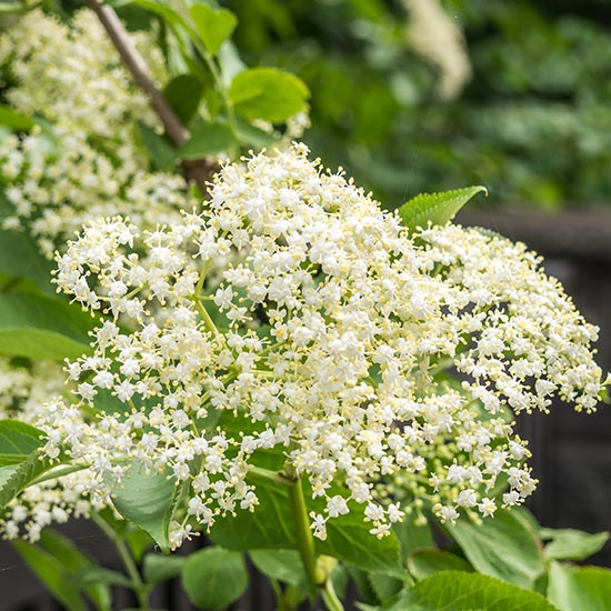 Holunderblüten
