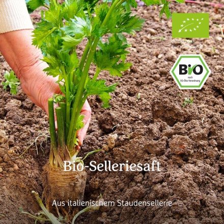 Bio-Selleriesaft aus Stangensellerie