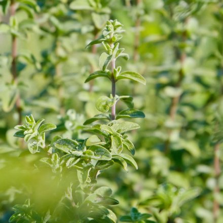 Bio-Oregano-Öl-Kapseln aus Griechenland