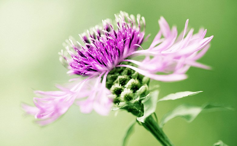 Close up milk thistle 