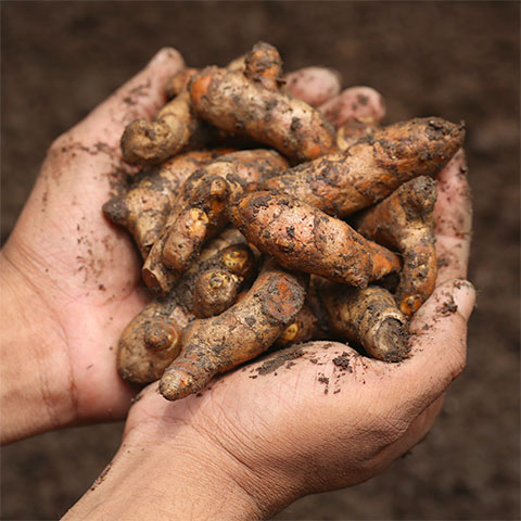 Hands holding turmeric root