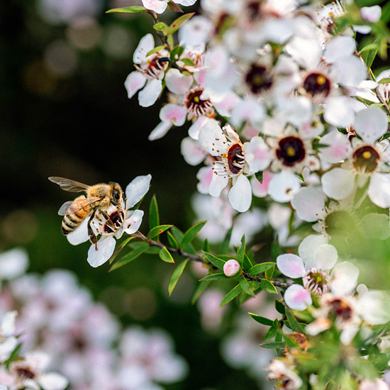 Biene bestäubt Manuka-Strauch