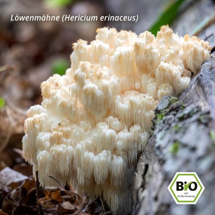 Lions Mane Elixier - Bio - 100g