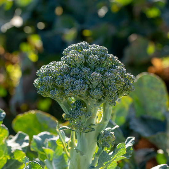 Small broccoli