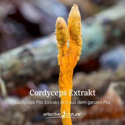Cordyceps Extrakt