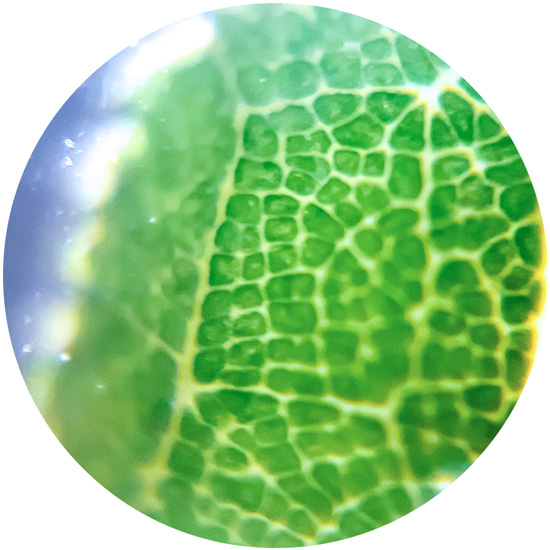 Vegan DHA from microalgae