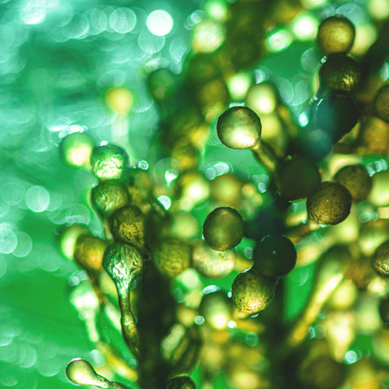 Spirulina Spirulina