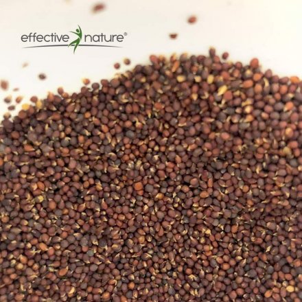 Gekeimte Brokkolisamen - Bio - 250 g