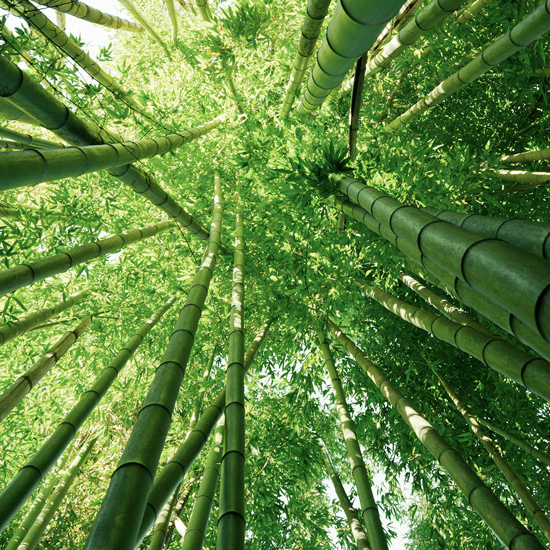 Silizium Bambus