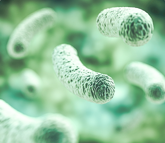 Intestinal bacteria close-up 