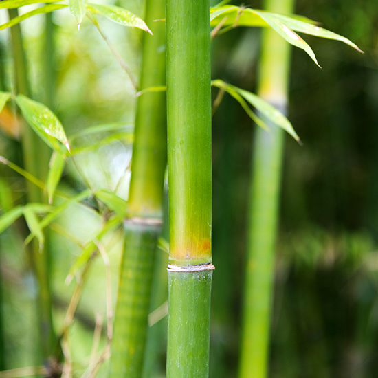 Bambusextrakt