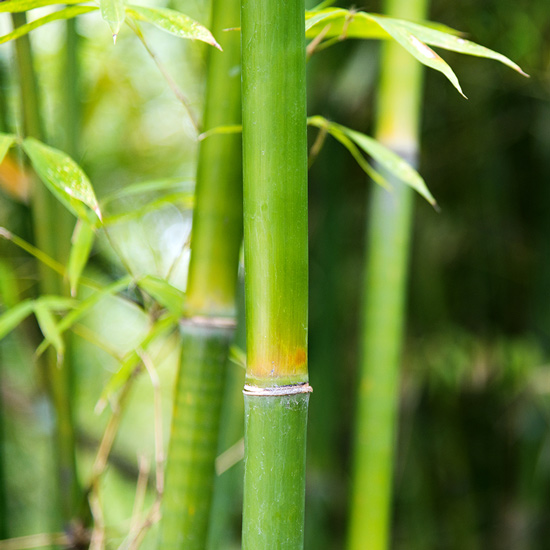 bamboo