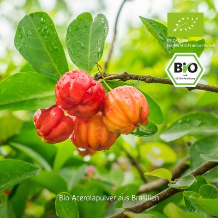 Acerola Powder