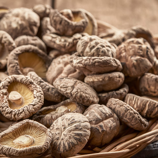Shiitake Hüte