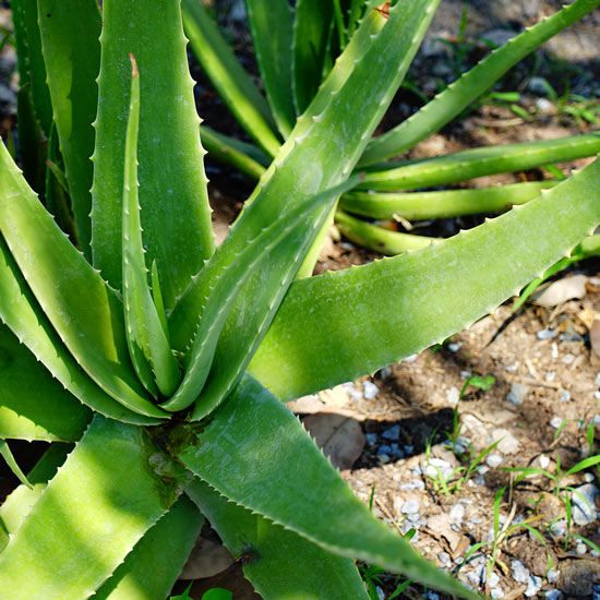 An aloe vera plant