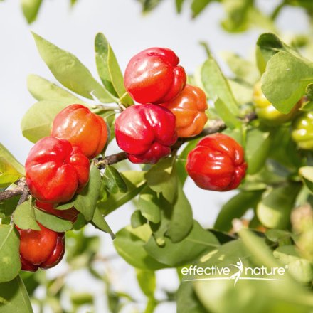 OPC and Acerola Extract