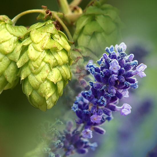 Lavender flowers