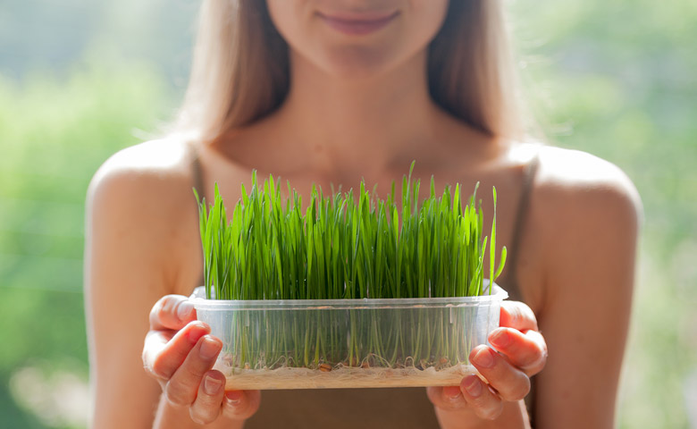 Barley grass juice powder is all natural Woman holding growing barley grass