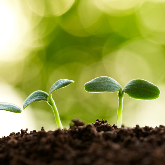 Small broccoli seedlings