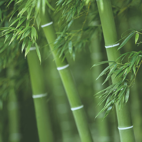 Close-up bamboo