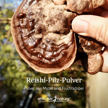 Reishi-Pilz-Pulver