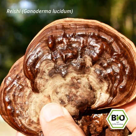 Reishi Elixier - Bio - 100g