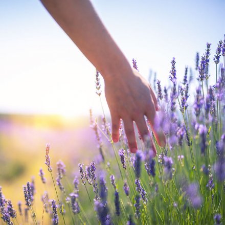 Weichspüler Lavendel