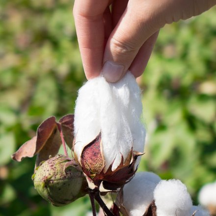 Tampons regular- aus Bio-Baumwolle
