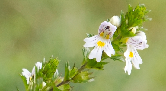 Common Eyebright