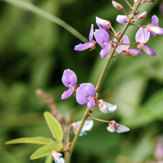 Desmodium Desmodium